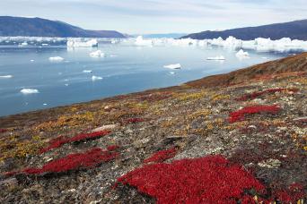 Walk amongst the beautiful Arctic tundra