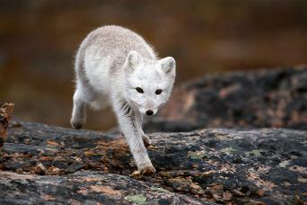 Arctic fox