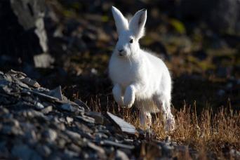 Arctic hare