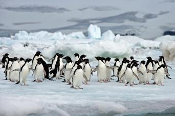 Travel on an amazing Antarctica cruise from Ushuaia