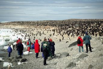 See Antarctic wildlife in astonishing numbers!