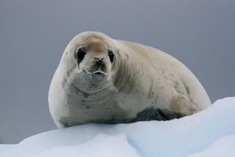 Crabeater seal, Antarctica