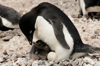 Adelie penguin and its chick