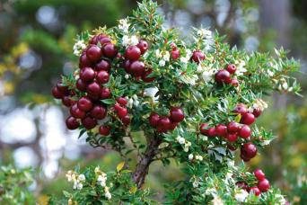 Maltesieberry, Patagonian forests