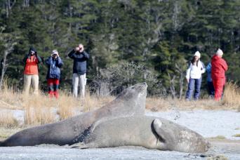 Elephant seals haulout