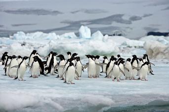 Adelie penguins, Antarctica