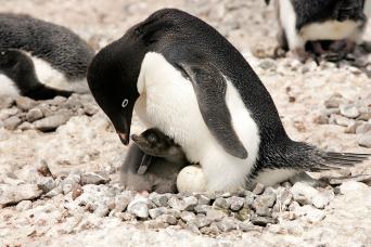 Adelie penguins, Antarctica