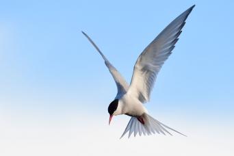 Arctic tern
