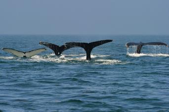 Whale flukes are a common sight