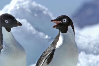 Adelie penguins
