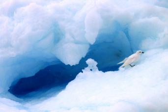Snow petrel