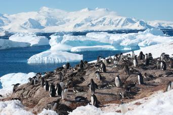 See abundant Antarctic wildlife