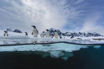 You will fall in love with the penguins of Antarctica!