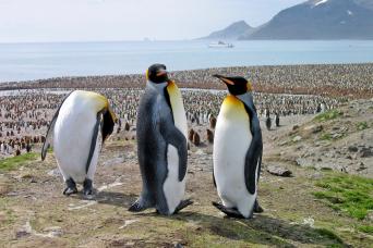 St Andrews Bay, South Georgia