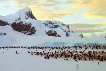 Cuverville Island, Antarctica