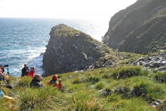 Viewing albatross, western Falklands