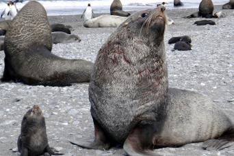 Fur seals, South Georgia