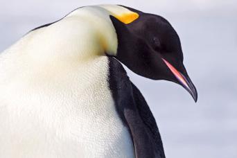 The magnificent plumage of the adult emperor