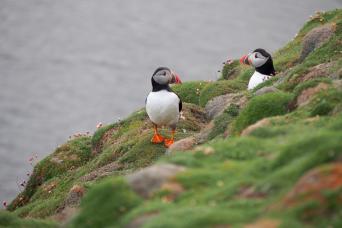 Atlantic puffins are a mascot of Fair Isle