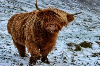 Faroese highland cow