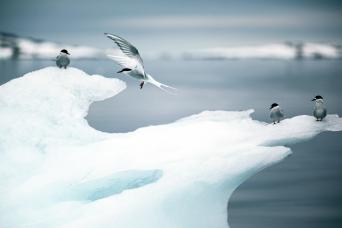 Arctic terns, Svalbard