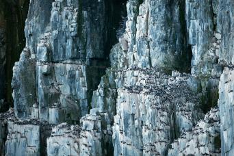 Spectacular cliff of nesting murres, Svalbard