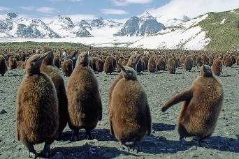 King penguin chicks, Salisbury Plain