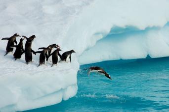 Gentoo penguins taking the plunge!
