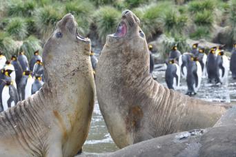 Exciting jousts between competing elephant seals, South Georgia