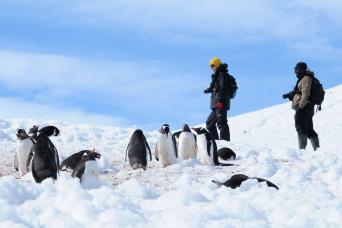 Visiting a gentoo colony