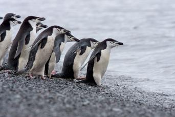 Chinstrap penguins gathering ashore