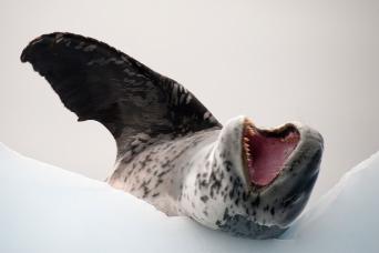 Leopard seal