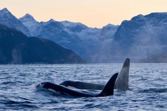 Hopefully we will encounter orcas