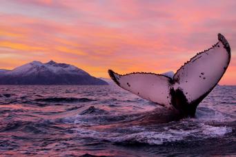 Humpback whales gather to feed on huge shoals of herring