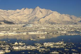 Gentoo penguin and chick