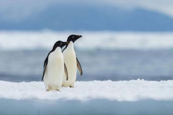 Photography experts accmonay your expedition