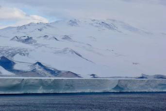 Weddell Seal