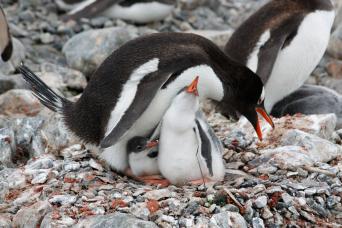 See penguins in Antarctica