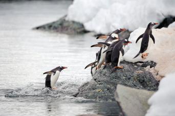 Watching wildlife will become your passion