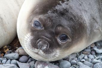 Young elephant seal