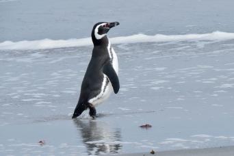 King penguin crowd the beaches of South Georgia