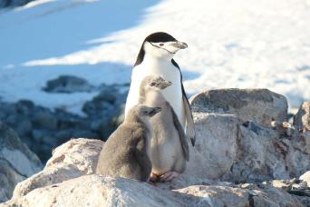 King penguins welcome you!
