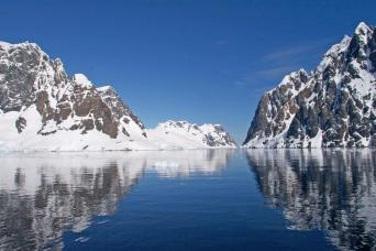Nesting wandering albatross, South Georgia