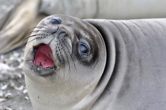 Young elephant seal