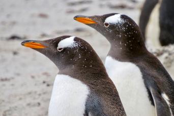 Gentoo penguins breed in the Falkland Islands