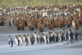 The shores of South Georgia are crowded with wildlife