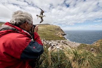 West Point Island albatross colony, Falklands