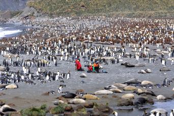 Gold Harbour, South Georgia - in the middle of paradise!