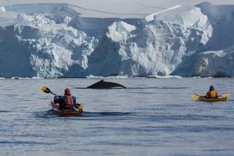 Whale sightings are especially exciting from kayaks or Zodiacs