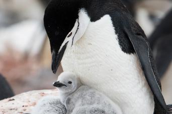 Chinstrap pengjuin and chicks